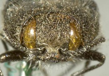 Media type: image;   Entomology 24413 Aspect: head frontal view